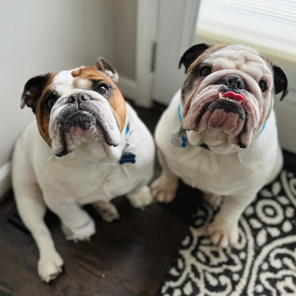 rednose englishbulldog puppies for sale