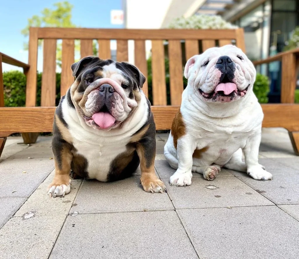 bluenose puppies for sale