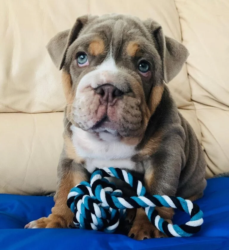 purebred english bulldog puppies