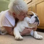 English Bulldog puppies with blue eyes