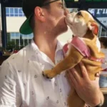 English Bulldog puppy training