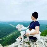 English Bulldog puppy adoption