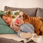 English Bulldog puppy shedding