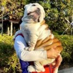 Cute English Bulldog puppies