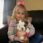 English Bulldog puppy pictures