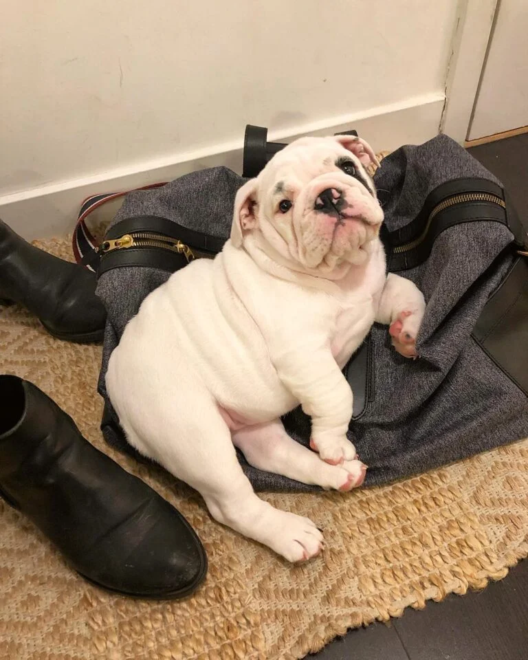 english bulldog breeders near me